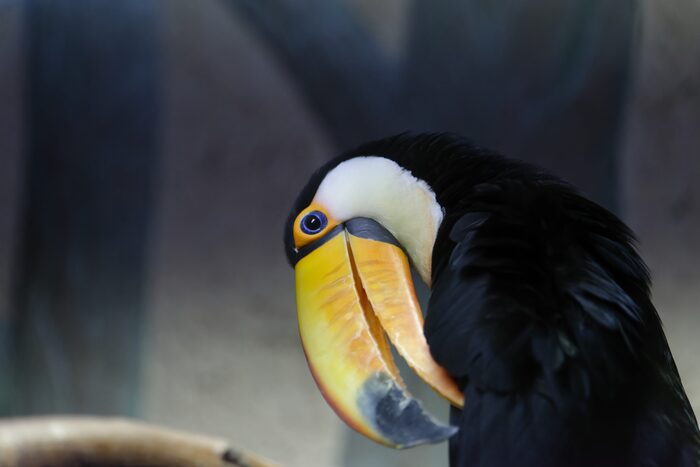 Тукан. Посмотрите, какой интересный у него глаз!