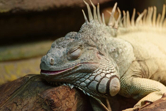 Игуана просто греется на солнце (под лампой)