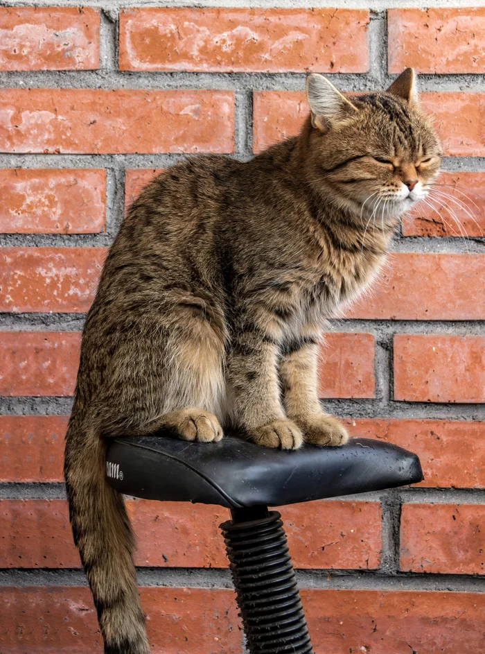 In the saddle - My, The photo, Canon, cat, Profile, Exercise bikes