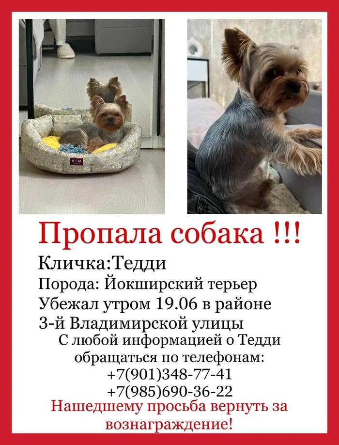 The dog is missing - No rating, Lost, Search, The dog is missing, Moscow, Help me find, Dog