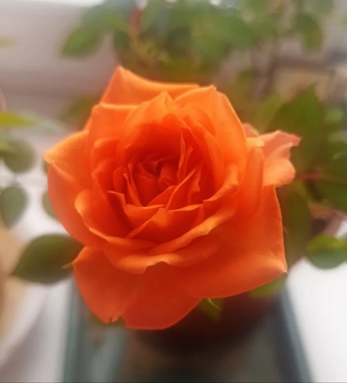 Bloomed) - My, Mobile photography, Images, the Rose, Houseplants, Bloom