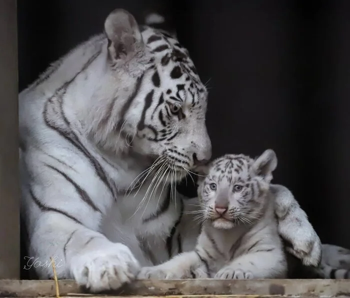 Baby son - Wild animals, Zoo, Predatory animals, Cat family, Big cats, Tiger, White tiger, Bengal tiger, Young, Tiger cubs