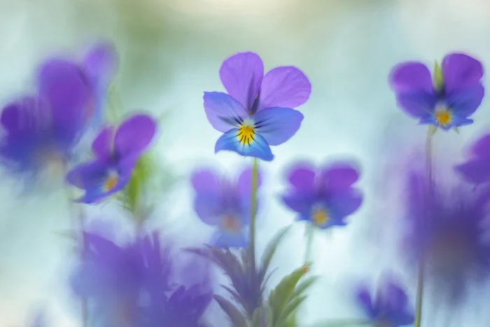 Pansies - Pansies, Violets, The photo, Flowers, Plants