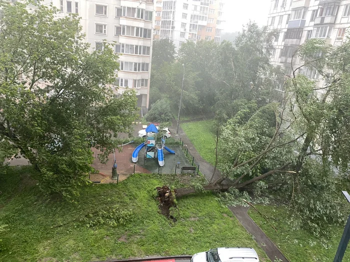 Последствия сегодняшнего шторма в Москве. Падение дерева попало на видео.  (20.06.2024) - Москва, YouTube, Шторм, Ураган, Кунцево, Дерево, Стихия, Видеонаблюдение, Видео, Длиннопост