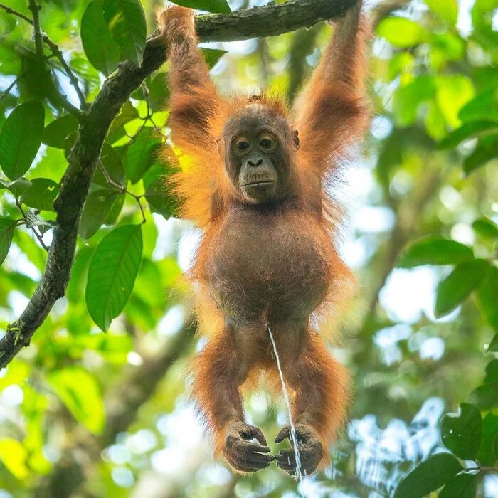 Naughty - Orangutan, Primates, Young, Wild animals, wildlife, National park, Indonesia, The photo, Urination