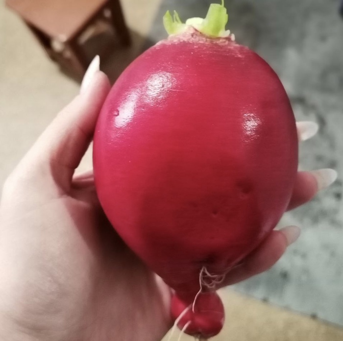 «Сама была в шоке»: жительница амурского села вырастила гигантскую редиску Огород, Редиска, Овощи, Длиннопост