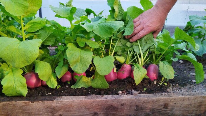 «Сама была в шоке»: жительница амурского села вырастила гигантскую редиску Огород, Редиска, Овощи, Длиннопост