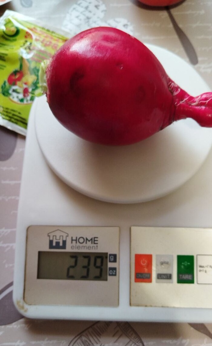 «Сама была в шоке»: жительница амурского села вырастила гигантскую редиску Огород, Редиска, Овощи, Длиннопост