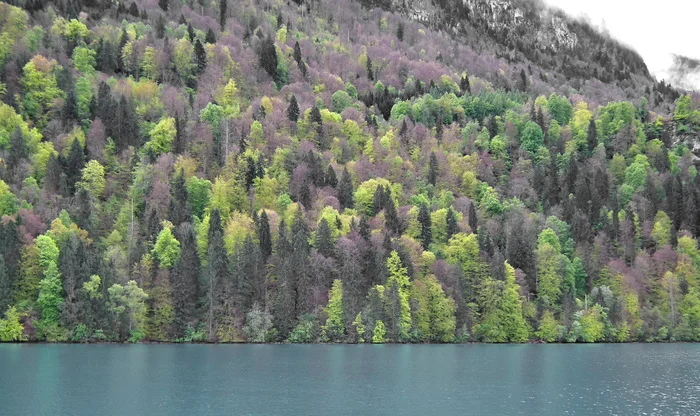 Colored - My, The photo, Travels, Tourism, Forest, Lake, Switzerland