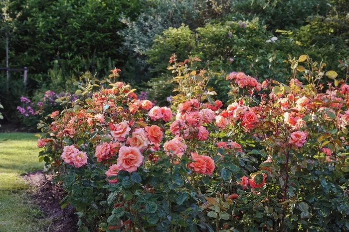 Rose Garden of The Hague, Holland - My, The photo, Netherlands (Holland), Nature, Flowers, the Rose