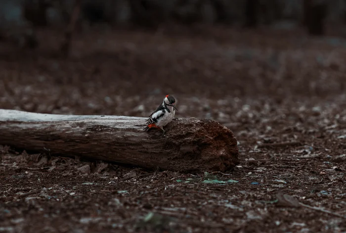 Woodpecker - My, Ornithology, The photo, Woodpeckers, Moscow, Hobby, Nature, Longpost