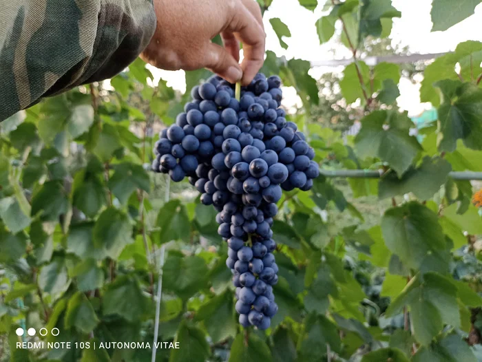 One of the best grape varieties for beginners - My, Garden, Gardening, Garden, Grape, Vineyard, Dacha, Plants, Longpost, Mobile photography