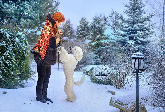 Memories of winter - My, Dog, Poodle, The photo, Winter