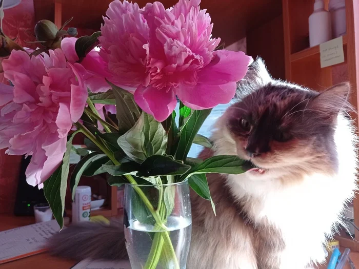 Vandalism - cat, Siberian cat, Flowers, Kus