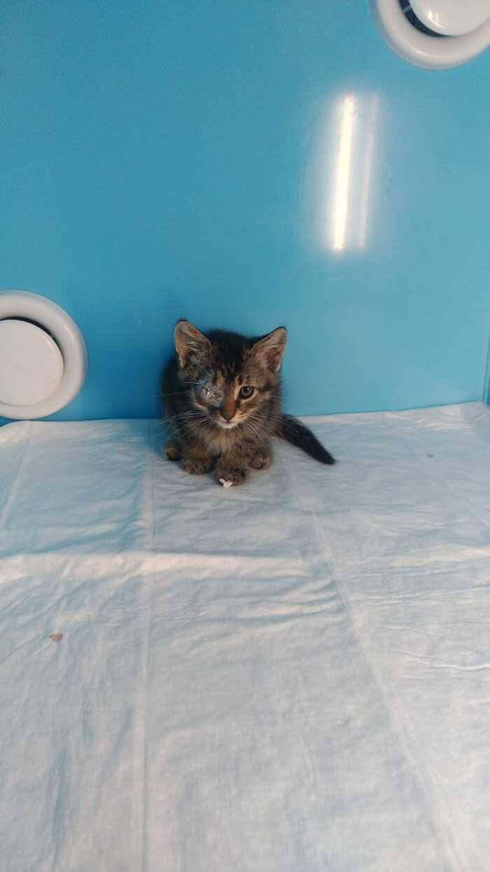 A kitten is looking for a home and has nowhere to go after being released - cat, Kittens, Help, Homeless animals, Helping animals, In good hands
