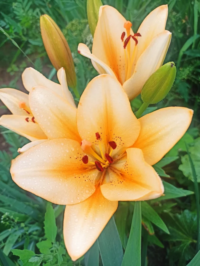 Lilies - My, Images, Summer, Bloom, Mobile photography, Nature, Flowers, Lily