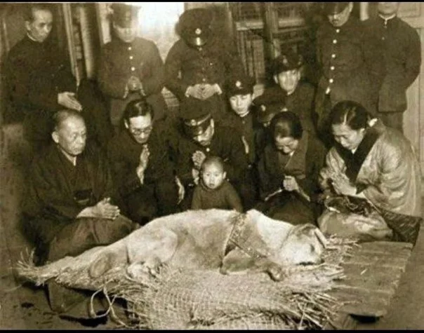 Funeral of the faithful Hachiko, 1935 - Hachiko, Historical photo, History (science), The photo, Vintage, Old man, Telegram (link)