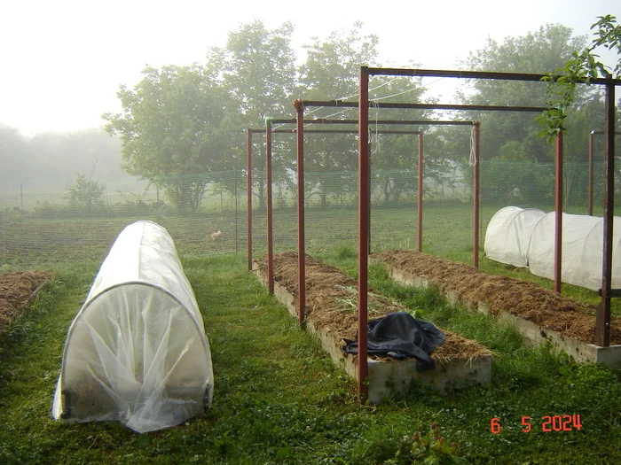 The first ground cucumbers - My, Краснодарский Край, Cucumbers, Krasnodar, Longpost