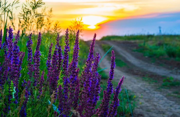 By the road... - My, The photo, Nikon, Nature, Landscape, Sunset, Flowers