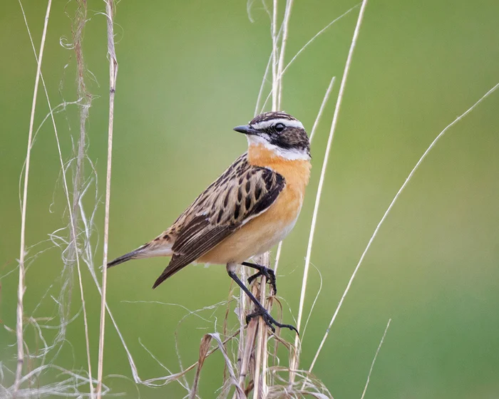 Meadow mint - My, Chisel, Ornithology, Photo hunting, Ornithology League, Bird watching, Steppe, Birds