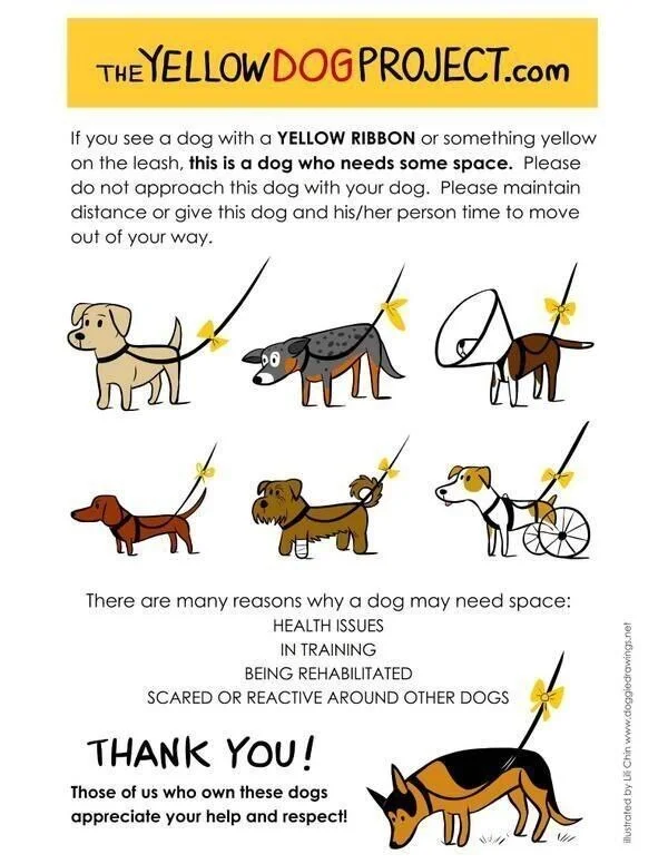 Project YELLOW RIBBON - My, Dog, Training