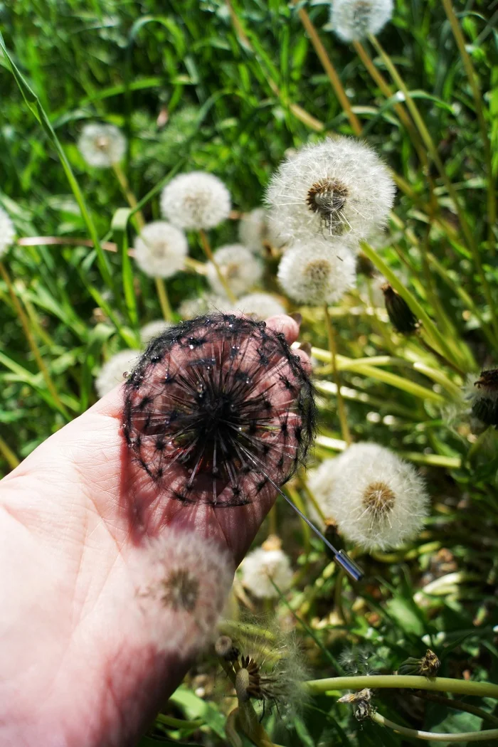 Just a black dandelion - My, Marketplace, Longpost, Hobby, Handmade, Creation, Needlework without process