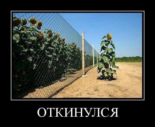 Наконец-то, воля