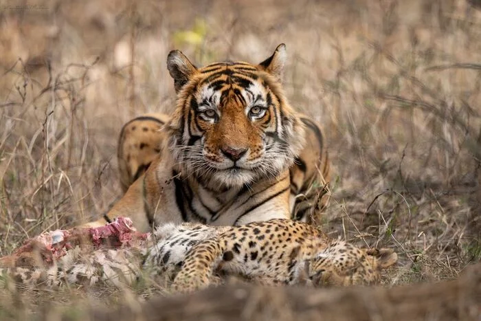 The competitor is also food - Bengal tiger, Tiger, Big cats, Cat family, Predatory animals, Wild animals, wildlife, National park, India, The photo, Carcass, Mining, Leopard