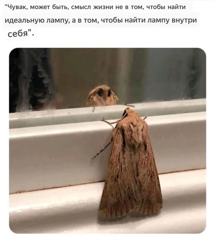 Light, bright, real - Philosophy, Not for wimps, Wisdom, Repeat, Moth, Picture with text, Light, Смысл жизни