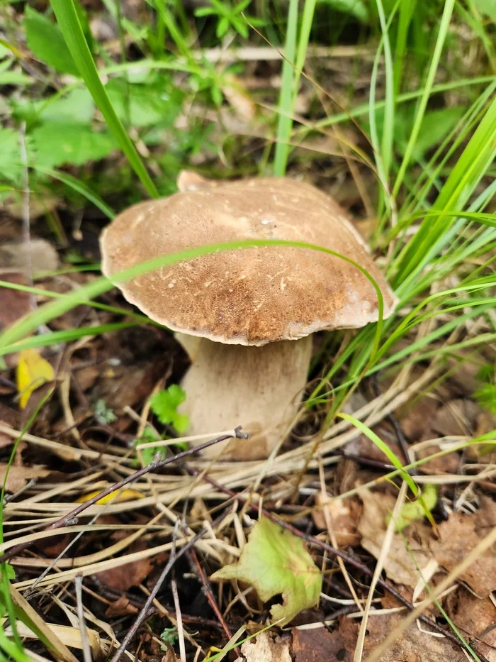 First mushroom picking trip. South of the Moscow region - My, Mushrooms, Silent hunt, Moscow region, Longpost