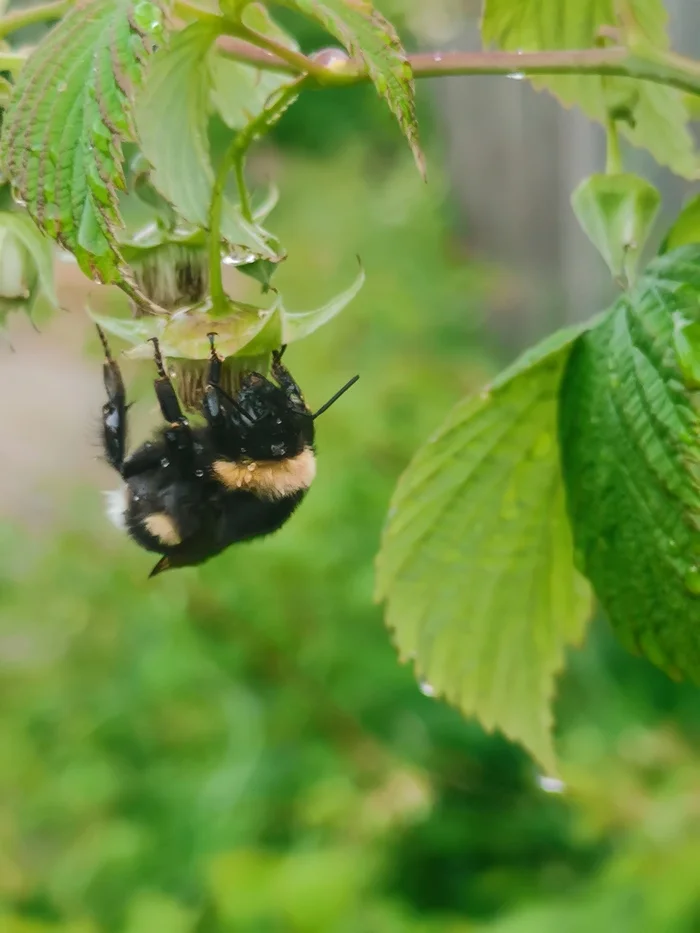 Just a bumblebee hiding from the rain - My, Rain, Bumblebee, Longpost