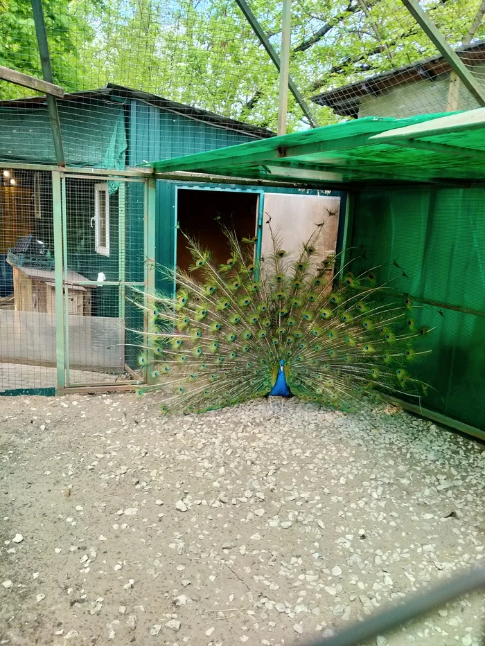 Reply to the post “At the Rotterdam Zoo” - My, The photo, Nature, Birds, Peacock, Ostrich, Turkey, Hospital, Zoo, Reply to post, Longpost