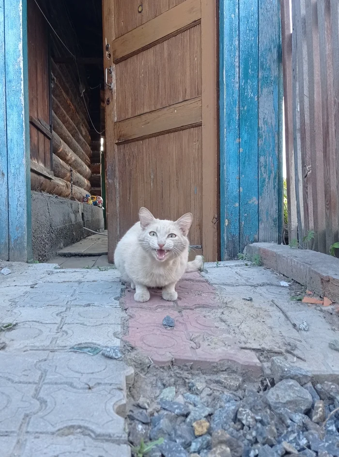 Country cat - My, cat, Village, House, Meow