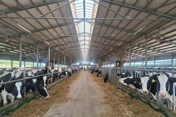 A new dairy farm for 1040 heads was opened in the Buturlinsky district of the Nizhny Novgorod region - Dairy farm, Buturlino, Russian production