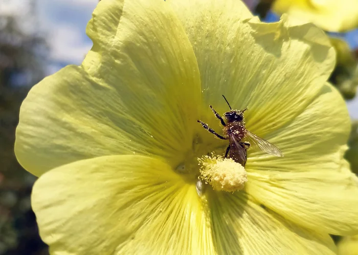 Busy bee on a mallow flower - My, Flowers, Bees, Yellow, The photo, Insects