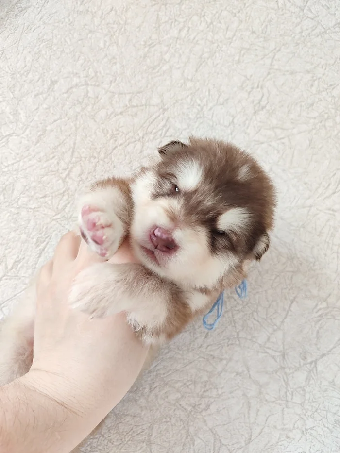 Enchanted Luntik - My, Alaskan Malamute, Puppies, Longpost