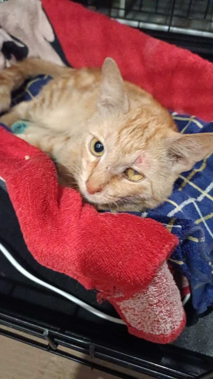 THE CAT WAS HIT BY A CAR! HELP URGENTLY NEEDED! - cat, Lost cat, Fluffy, Kittens, House, Pets, In good hands, Kindness, Animals, Helping animals, Animal Rescue, Life stories, Help, Cat lovers, Homeless animals, The strength of the Peekaboo, Peekaboo, Care, Friend, Lost, Longpost