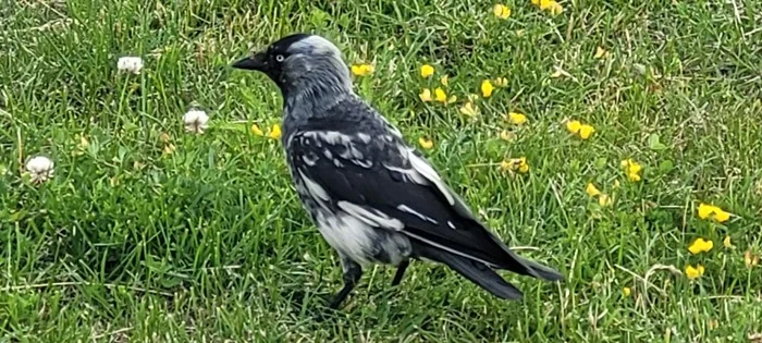 Unusual jackdaw - My, Birds, Jackdaw, Unusual, In the animal world