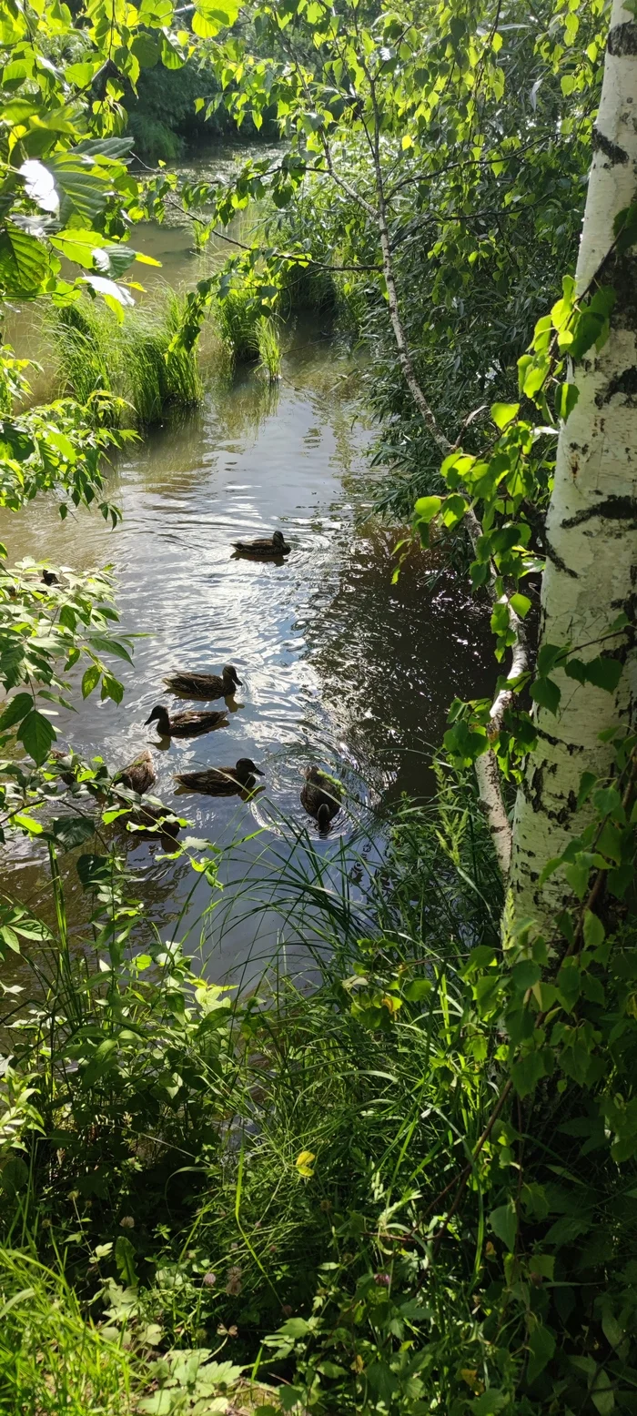 Ducks - My, Mobile photography, The photo, Duck, Birch, Nature, Noginsk, Longpost