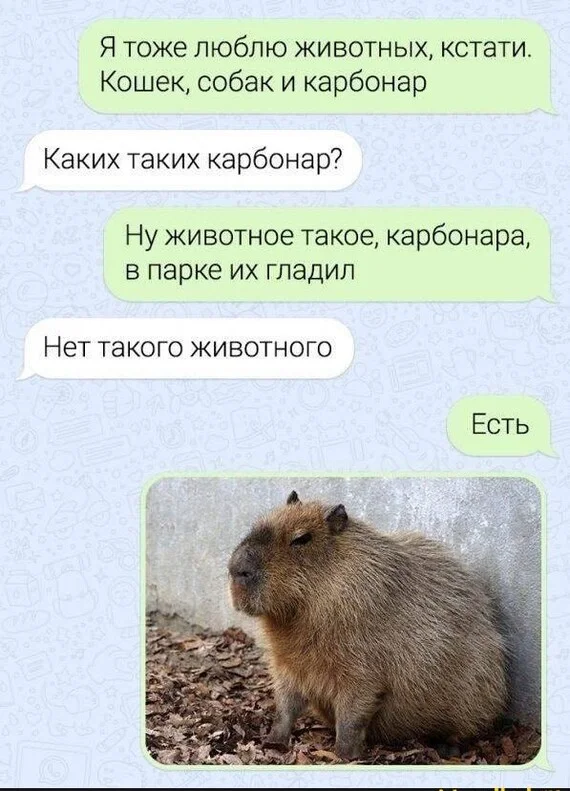 Carbonara - Humor, Picture with text, The photo, Capybara, Suddenly