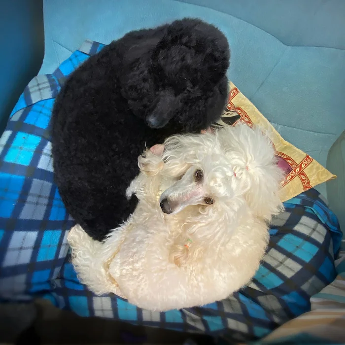 Yin and Yang - My, Poodle, Dog, The photo