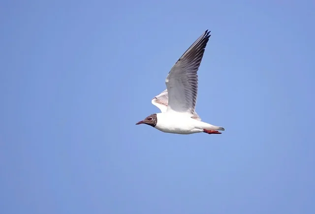 Seagull in flight - My, Netherlands (Holland), The photo, Birds, Nature, In the animal world