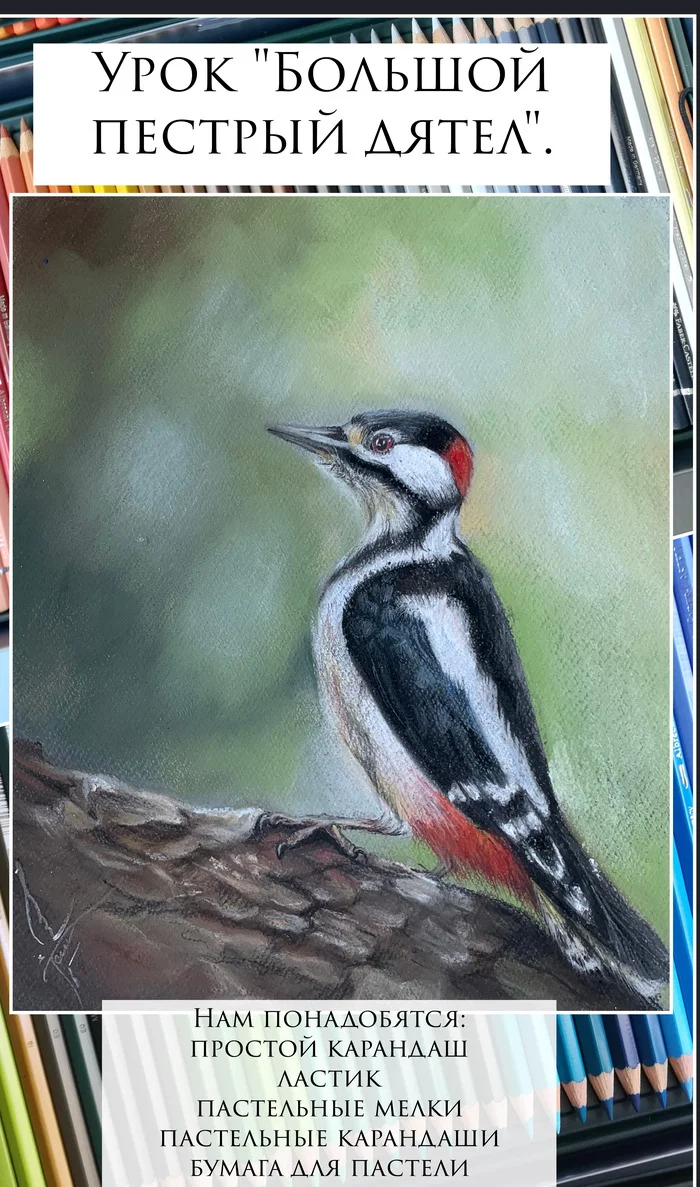 Photo lesson Great Spotted Woodpecker - My, Drawing lessons, Dry pastel, Birds, Great spotted woodpecker, Longpost