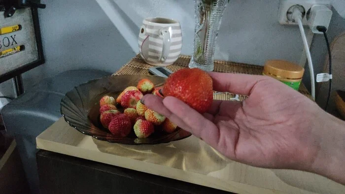 First harvest - My, Strawberry (plant), Gardening, Dacha