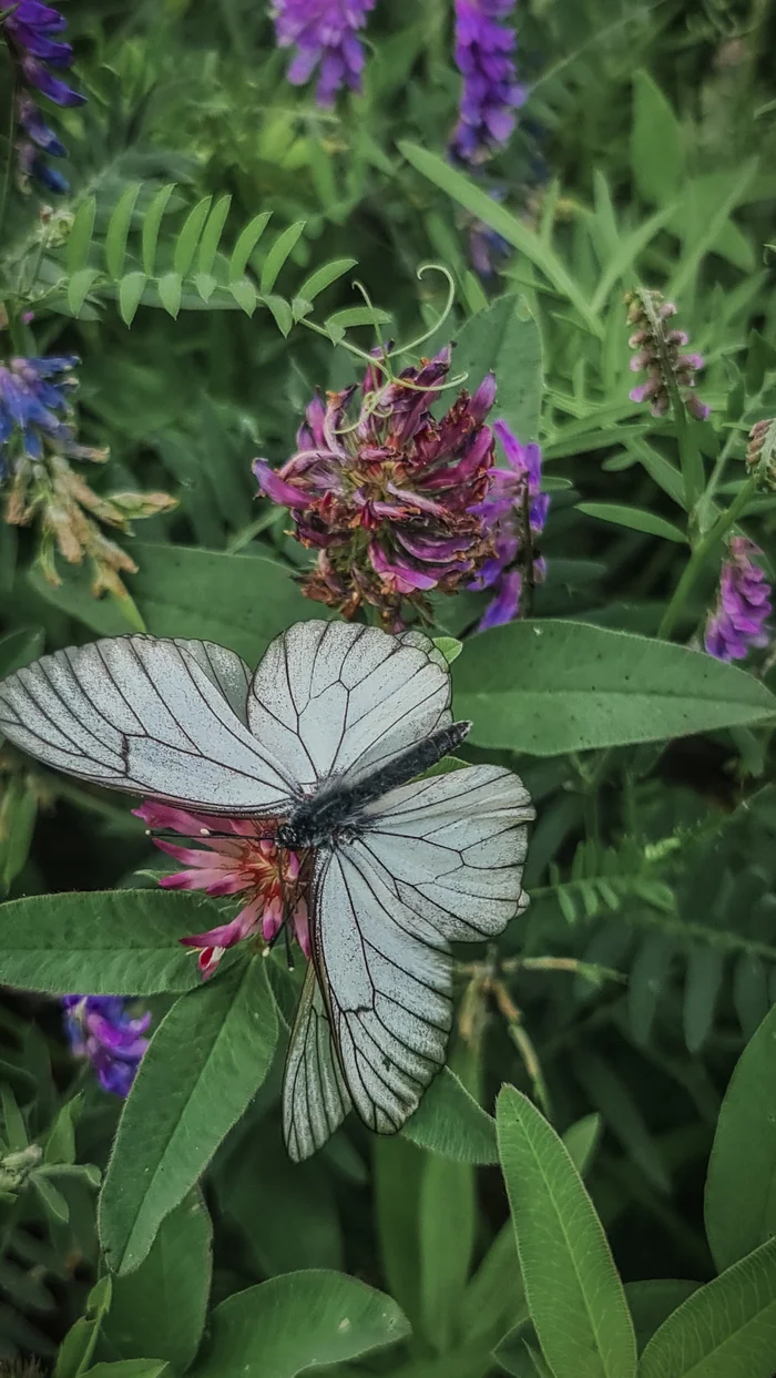 Mobile letography - My, Summer, Mobile photography, Butterfly, Phone wallpaper