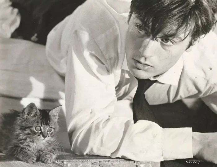 Alain Delon and cute mini cat - No rating, Alain Delon, Kittens, Milota, Retro, cat