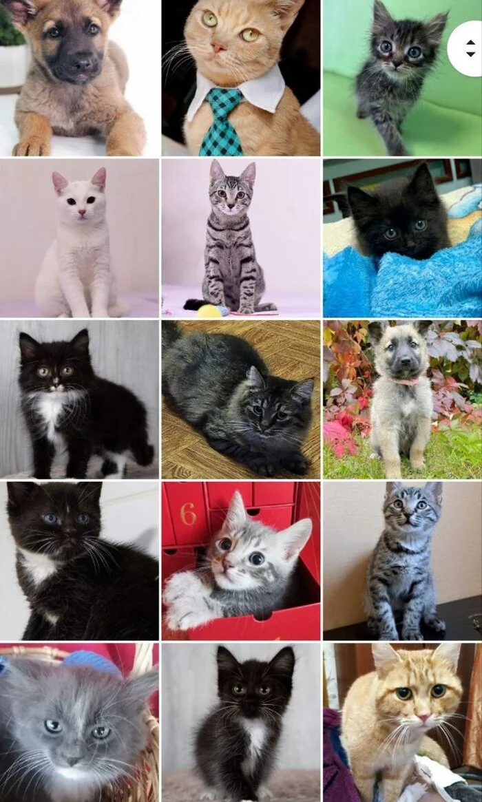 244 tails of the house - September. (2023) Part 1 - My, No rating, cat, Kittens, Small cats, Cat lovers, Cats and dogs together, Animal shelter, Pets, Cat family, Longpost