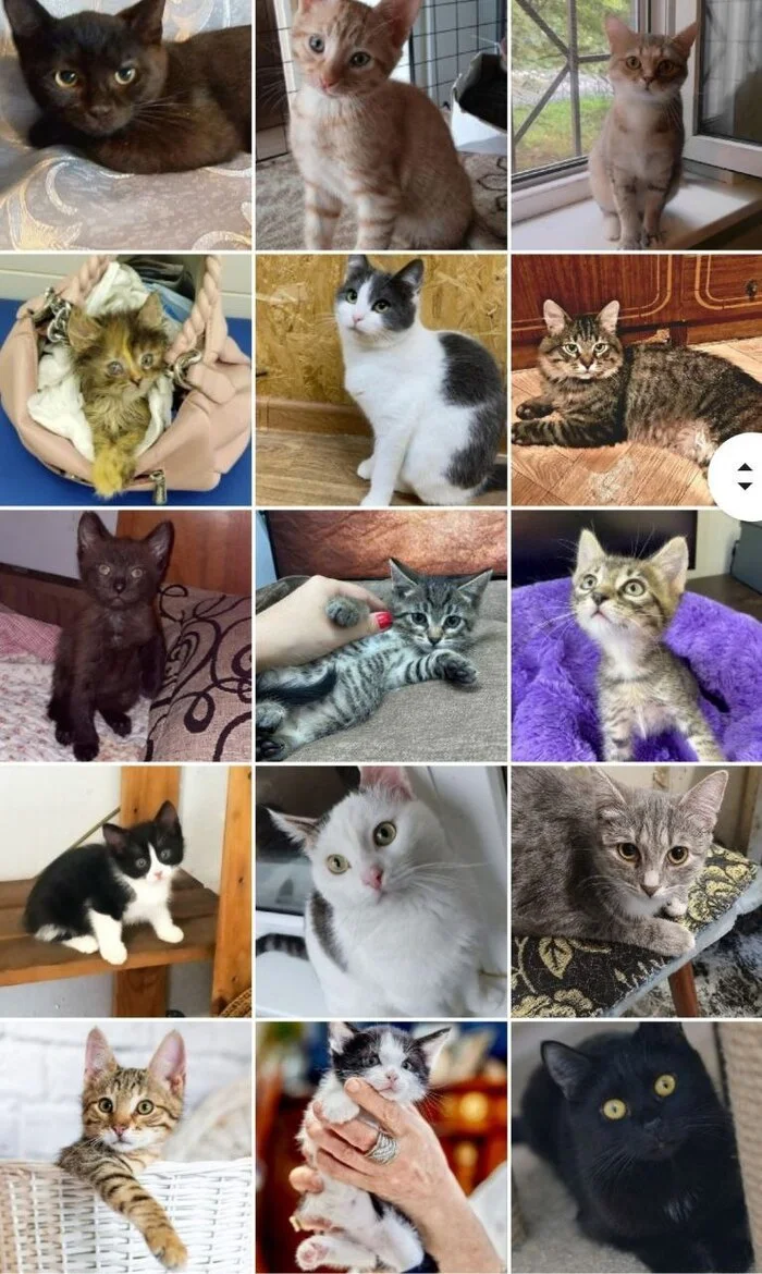 244 tails of the house - September. (2023) Part 2 - My, No rating, cat, Cat family, Kittens, Cats and dogs together, Animal shelter, Cat lovers, Pets, Small cats, Longpost