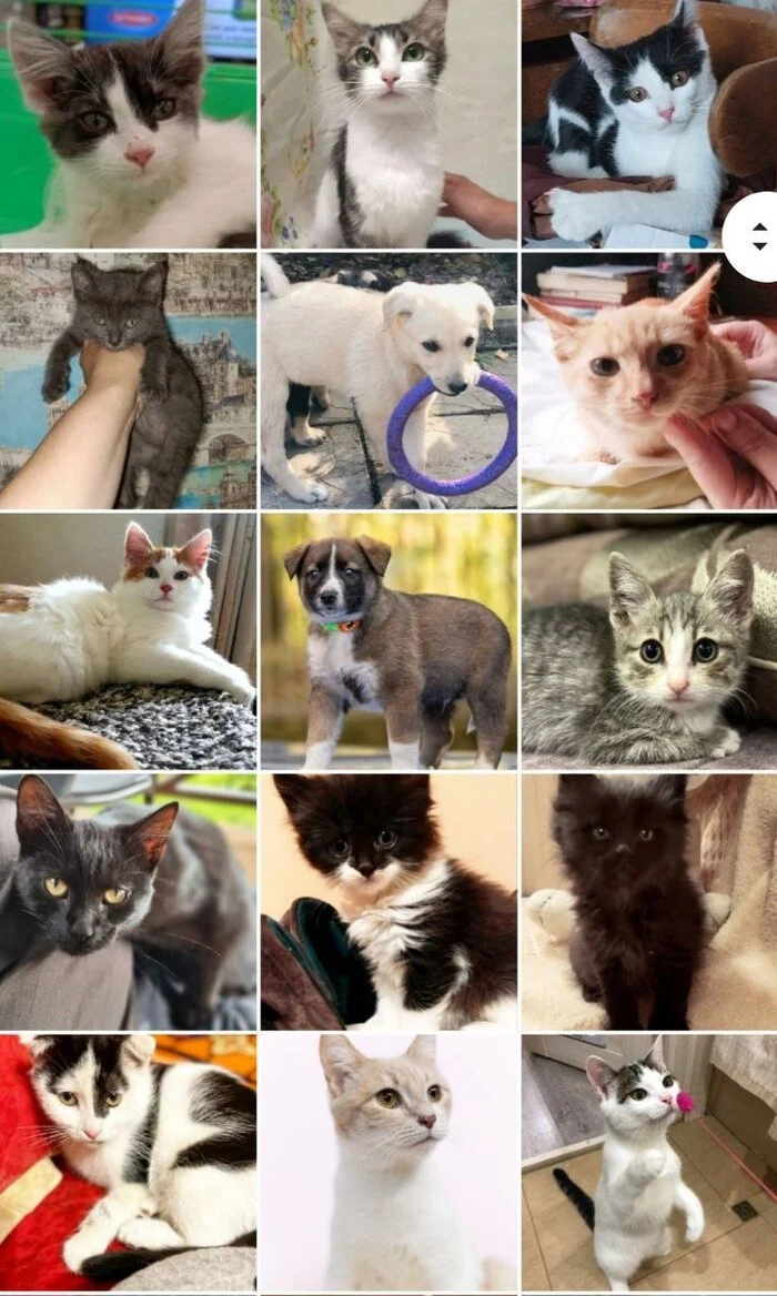 279 tails at home - October. (2023) Part 1 - My, cat, Kittens, No rating, Cat family, Pets, Animal shelter, Cat lovers, Dog, Cats and dogs together, Small cats, Longpost