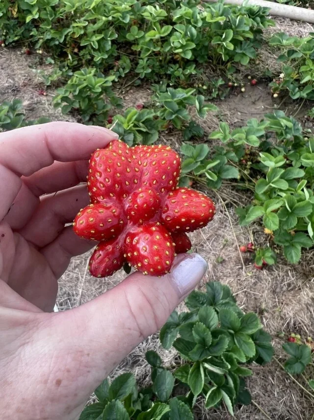 Reply to the post “The Joy of Summer)” - Mobile photography, Images, Strawberry (plant), Milota, Good mood, Joy, Humor, Reply to post